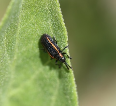 Microrhopala rubrolineata
