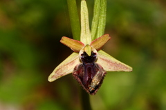 Ophrys sphegodes atrata