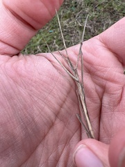 Panicum repens