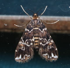 Elophila responsalis