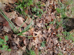 Zephyranthes atamasco