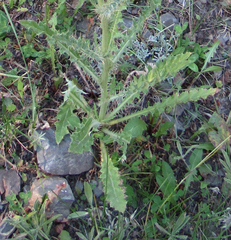 Cirsium undulatum
