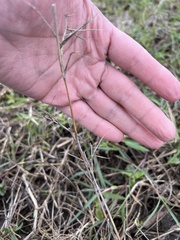 Panicum repens
