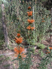 Leonotis