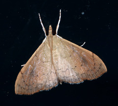 Hyalobathra