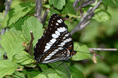 Limenitis weidemeyerii