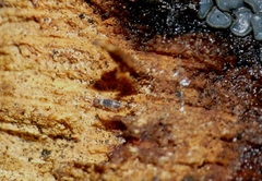 Entomobrya albocincta