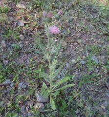 Cirsium undulatum