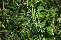 Croton linearis