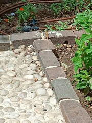 Podarcis filfolensis