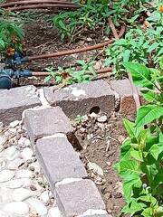 Podarcis filfolensis