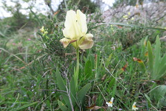 Iris pseudopumila