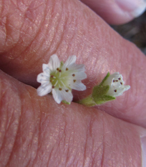 Pseudostellaria jamesiana