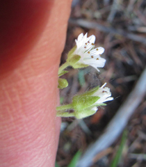 Pseudostellaria jamesiana