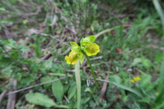 Ophrys lutea