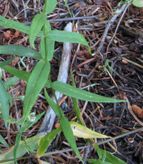Pseudostellaria jamesiana