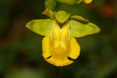 Ophrys lutea