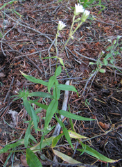 Pseudostellaria jamesiana