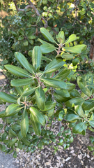 Comarostaphylis diversifolia