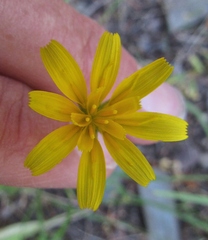 Microseris nutans