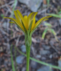 Microseris nutans