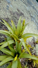 Vriesea freicanecana