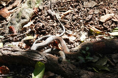 Cubophis caymanus