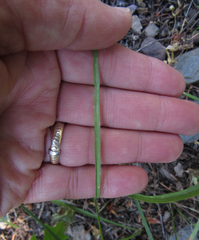 Microseris nutans