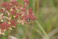 Palomena