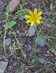 Microseris nutans
