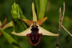 Ophrys sphegodes atrata