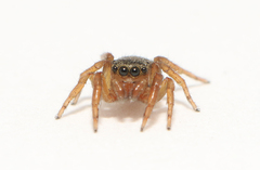Euophrys frontalis