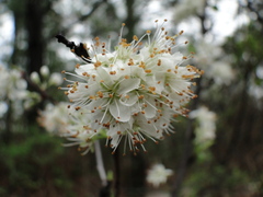 Prunus umbellata