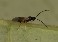 Pholetesor