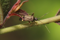 Closterotomus biclavatus