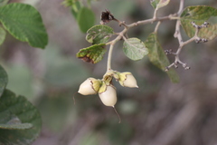 Cordia lutea