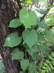 Cissus verticillata