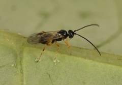 Pholetesor
