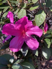 Rhododendron simsii
