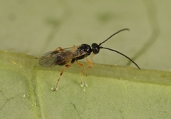Pholetesor