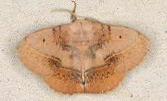 Anthela varia