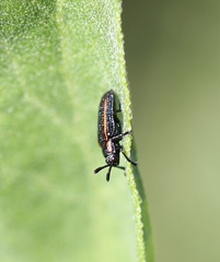 Microrhopala rubrolineata