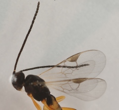 Pholetesor
