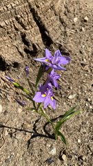 Moraea polystachya