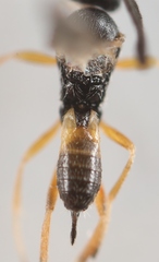 Pholetesor