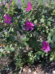 Rhododendron simsii
