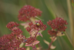 Ceratomegilla notata