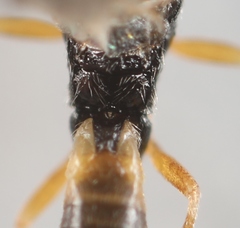 Pholetesor