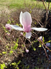 Magnolia liliiflora