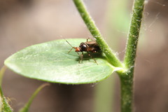 Deraeocoris flavilinea